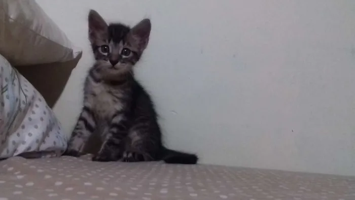 Gato ra a SR idade Abaixo de 2 meses nome Juggy