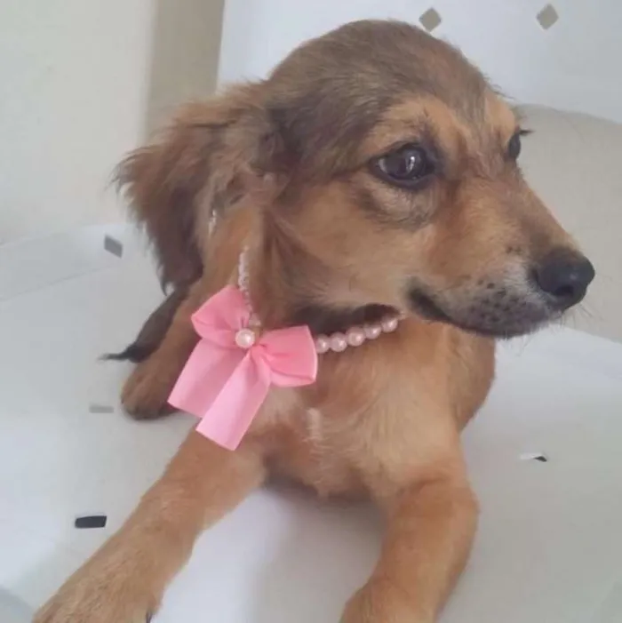 Cachorro ra a SRD idade 2 a 6 meses nome MARIANA