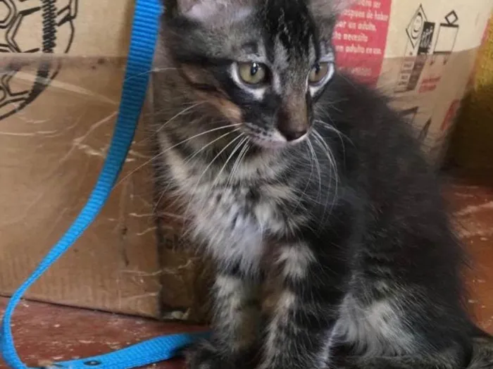 Gato ra a Srd  idade 2 a 6 meses nome Aquaman 