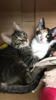 Lindos gatinhos 