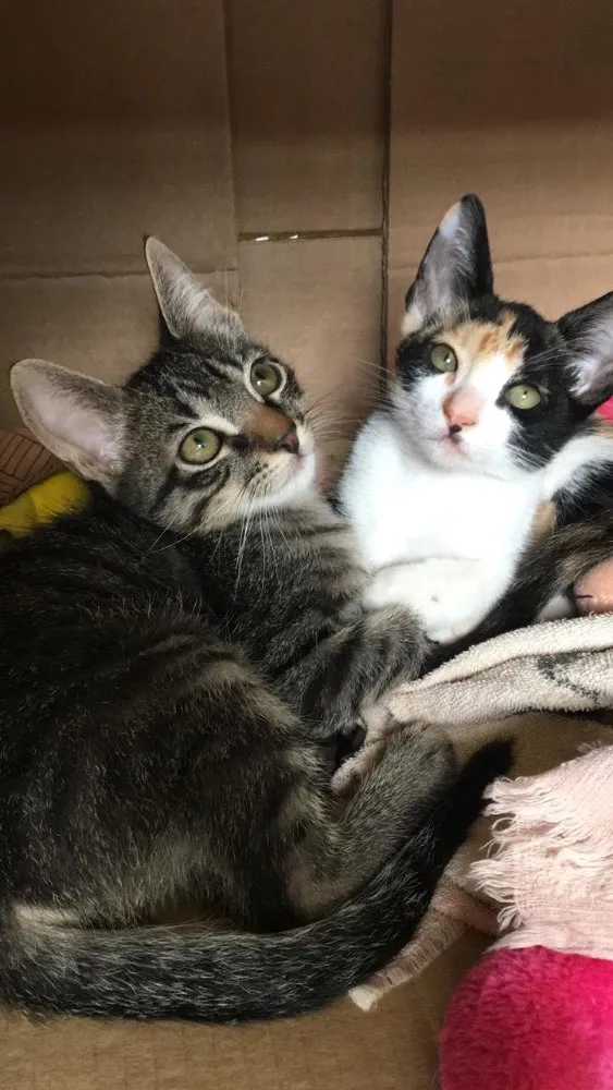 Gato ra a SRD idade 2 a 6 meses nome Lindos gatinhos 