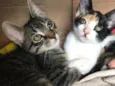 Lindos gatinhos 