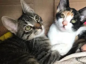 Gato raça SRD idade 2 a 6 meses nome Lindos gatinhos 