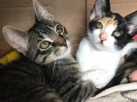 Gato ra a SRD idade 2 a 6 meses nome Lindos gatinhos 