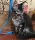 Lindos gatinhos 