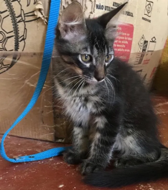 Gato ra a SRD idade 2 a 6 meses nome Lindos gatinhos 