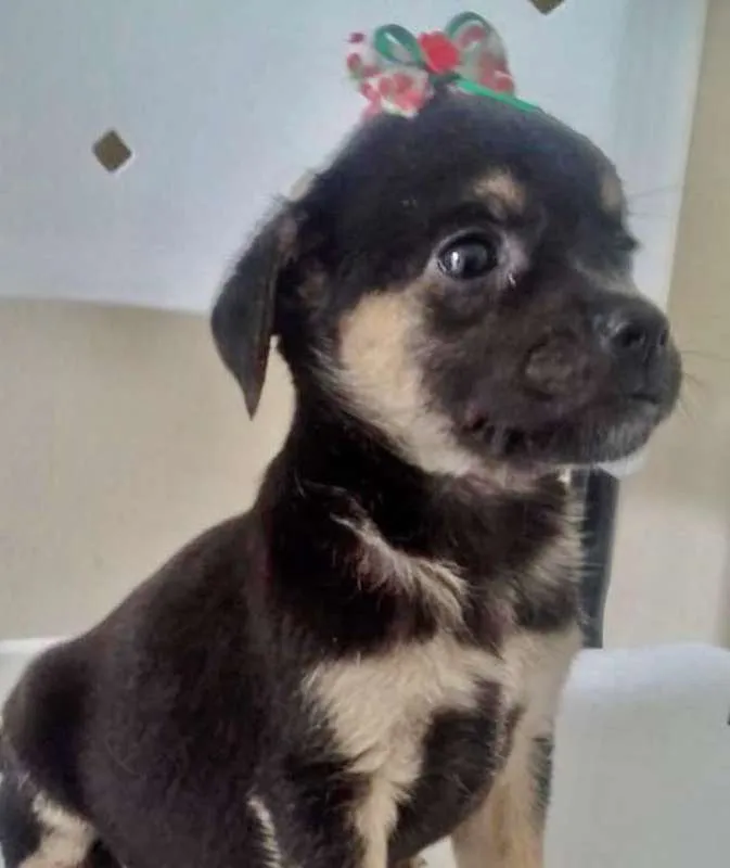 Cachorro ra a SRD idade 2 a 6 meses nome LUCINDA