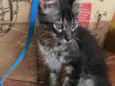 Lindos gatinhos 