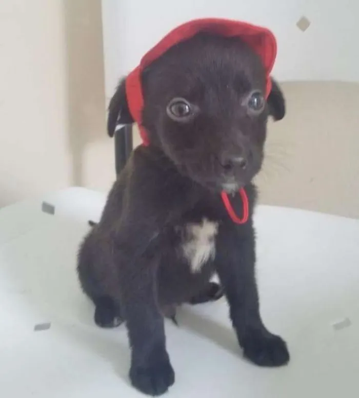 Cachorro ra a  idade 2 a 6 meses nome CHAPEUZINHO
