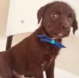 MISTER BROWN