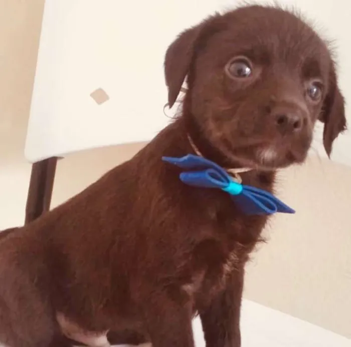 Cachorro ra a SRD idade 2 a 6 meses nome MISTER BROWN