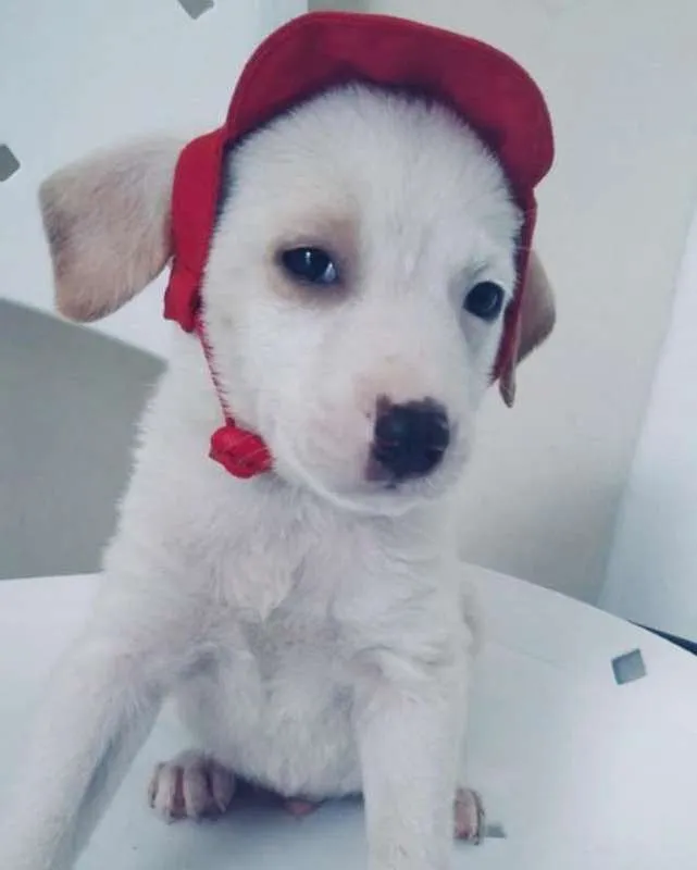 Cachorro ra a SRD idade 2 a 6 meses nome BRANQUINHO