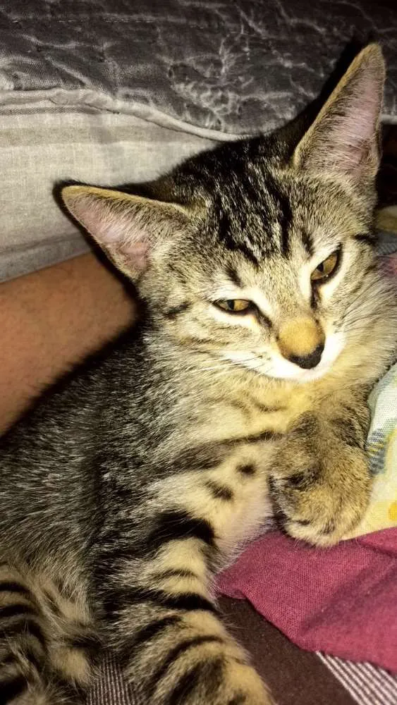 Gato ra a Misturado  idade 2 a 6 meses nome Mel 
