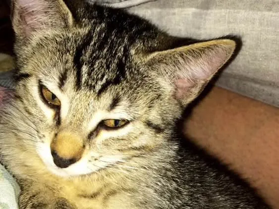 Gato ra a Misturado  idade 2 a 6 meses nome Mel 