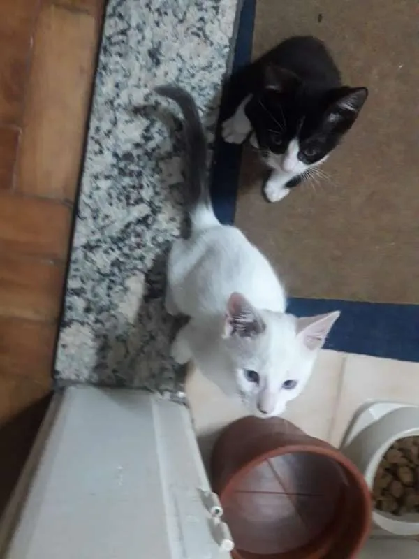 Gato ra a  idade Abaixo de 2 meses nome cebolinha cascão