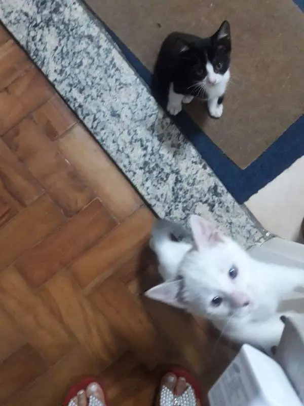 Gato ra a  idade Abaixo de 2 meses nome cebolinha cascão