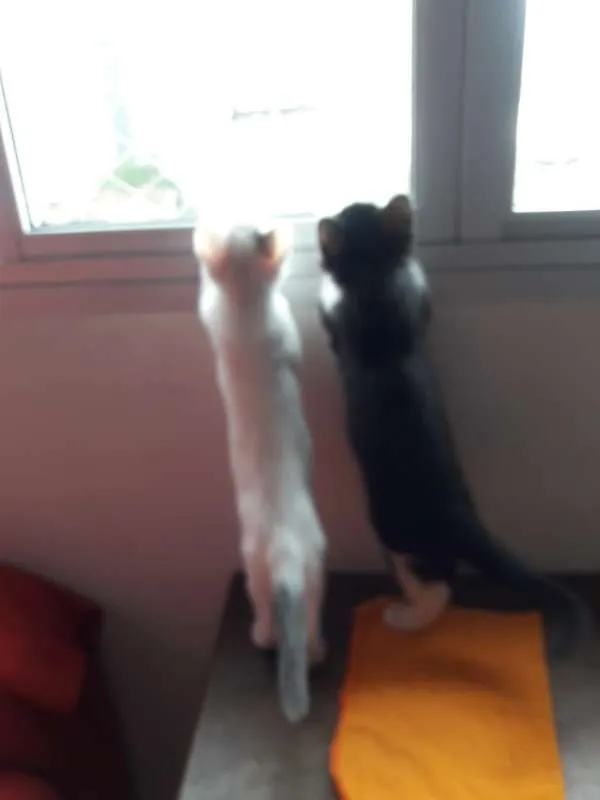 Gato ra a  idade Abaixo de 2 meses nome cebolinha cascão