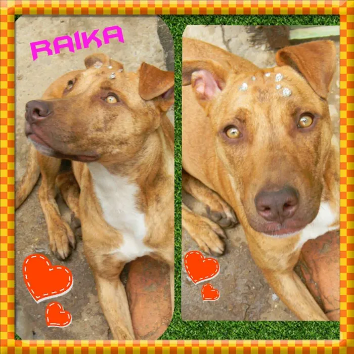 Cachorro ra a Mix de pit idade 1 ano nome Raika