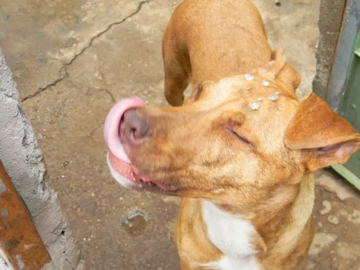 Cachorro ra a Mix de pit idade 1 ano nome Raika