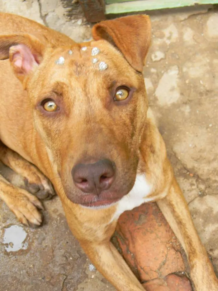 Cachorro ra a Mix de pit idade 1 ano nome Raika