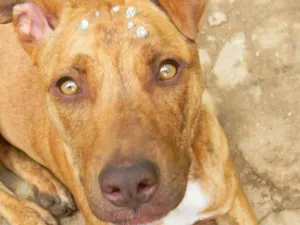 Cachorro raça Mix de pit idade 1 ano nome Raika