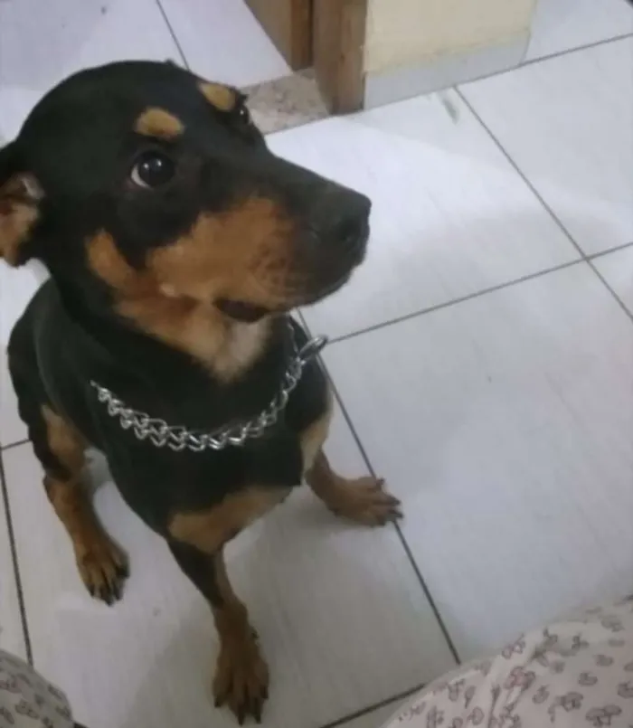 Cachorro ra a Mestiço de rotweiller idade 1 ano nome Aloha