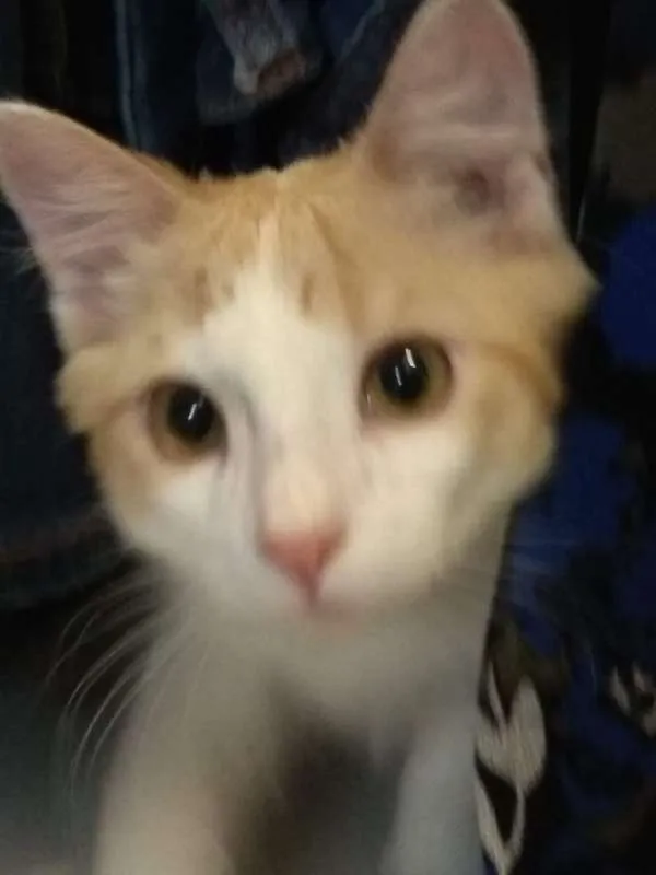 Gato ra a SRD idade 2 a 6 meses nome Banshee