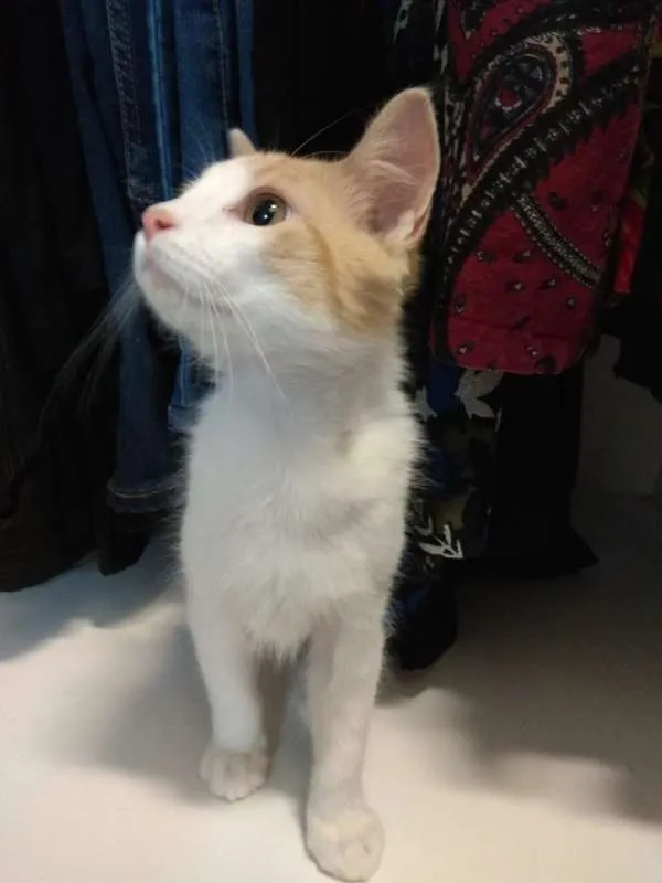Gato ra a SRD idade 2 a 6 meses nome Banshee