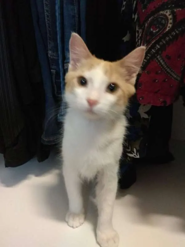 Gato ra a SRD idade 2 a 6 meses nome Banshee
