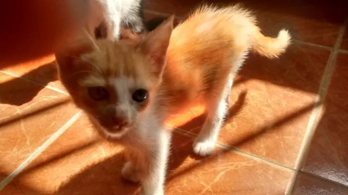 Gato ra a vira lata idade 2 a 6 meses nome vários