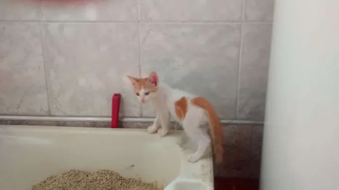 Gato ra a vira lata idade 2 a 6 meses nome vários