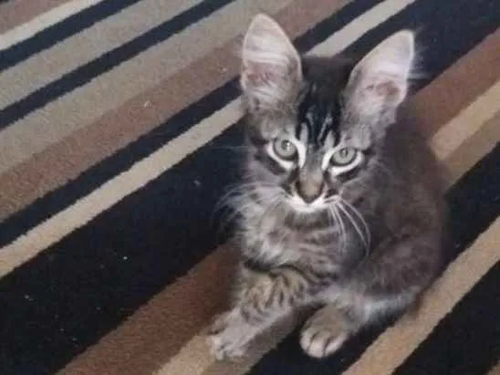 Gato raça SRD idade 2 a 6 meses nome Tchusco