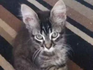 Gato raça SRD idade 2 a 6 meses nome Tchusco