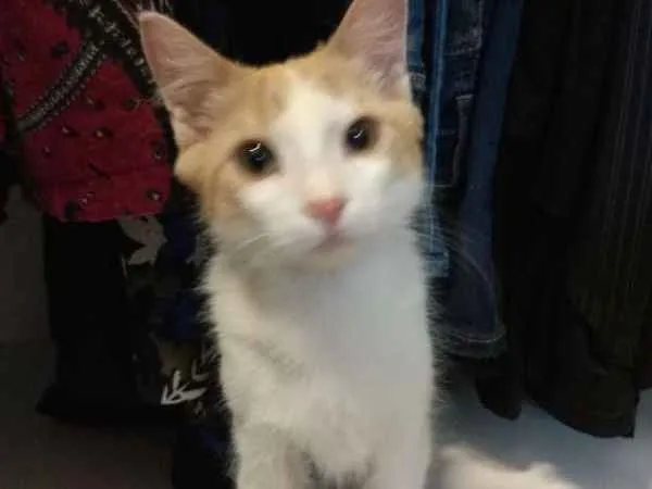 Gato ra a SRD idade 2 a 6 meses nome Banshee