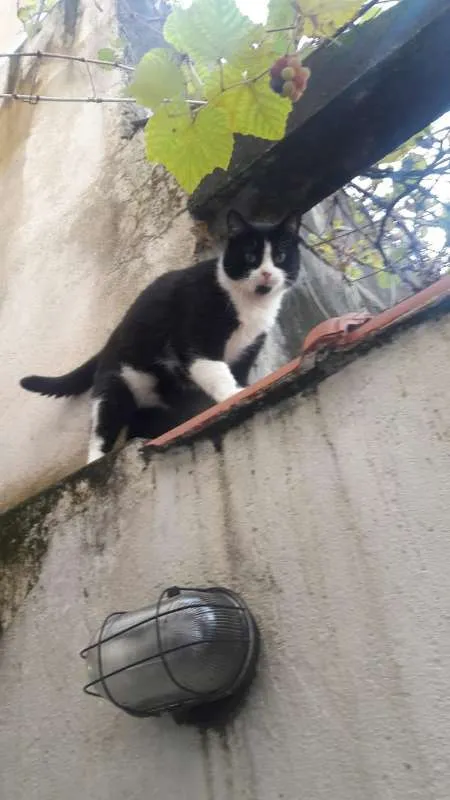 Gato ra a Viralata idade 6 ou mais anos nome Preta