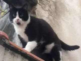 Gato ra a Viralata idade 6 ou mais anos nome Preta