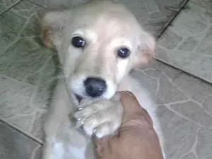 Cachorro raça Indefinida  idade 2 a 6 meses nome Luna