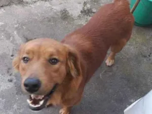 Cachorro raça Mestiço  idade 1 ano nome Théo 