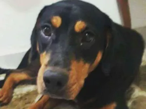 Cachorro raça Mestiço de rotweiller idade 1 ano nome Aloha