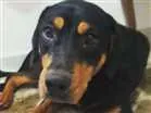 Cachorro raça Mestiço de rotweiller idade 1 ano nome Aloha