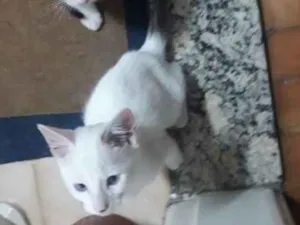 Gato raça  idade Abaixo de 2 meses nome cebolinha cascão