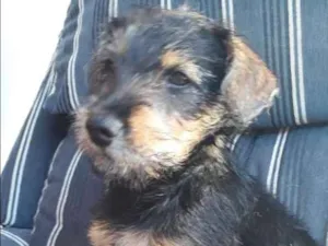 Cachorro raça Vira lata idade 2 a 6 meses nome Dora