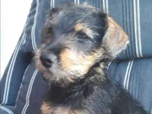 Cachorro raça Vira lata idade 2 a 6 meses nome Dora