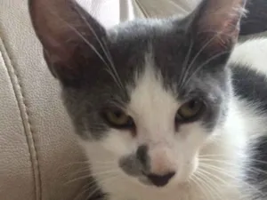 Gato raça Misturado  idade 2 a 6 meses nome Sofio 