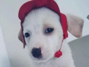 Cachorro raça SRD idade 2 a 6 meses nome BRANQUINHO