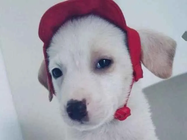 Cachorro ra a SRD idade 2 a 6 meses nome BRANQUINHO