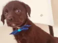MISTER BROWN