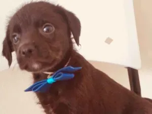 Cachorro raça SRD idade 2 a 6 meses nome MISTER BROWN