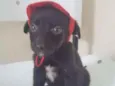 CHAPEUZINHO