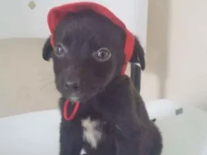 Cachorro raça  idade 2 a 6 meses nome CHAPEUZINHO